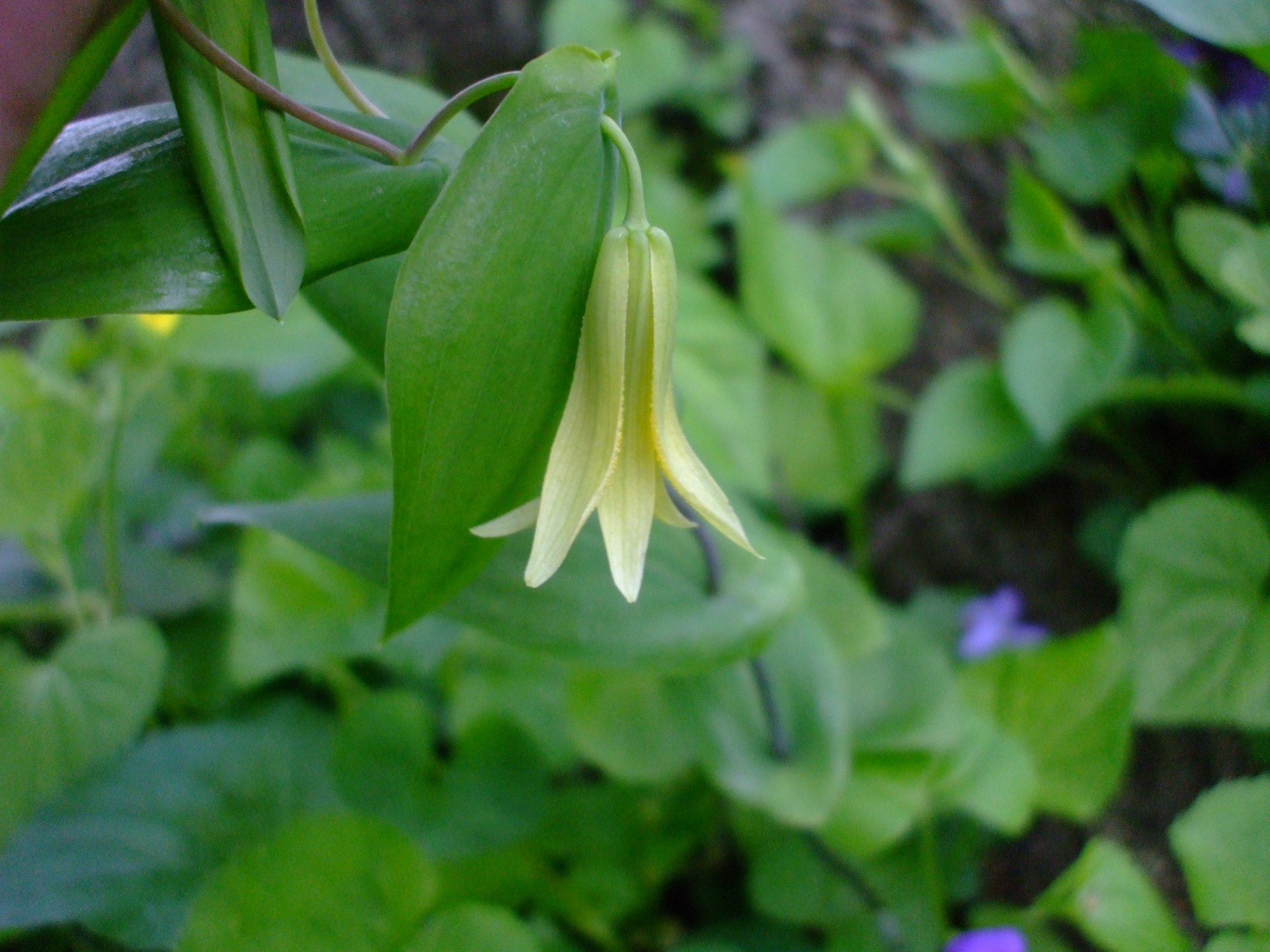 Uvularia perfoliata